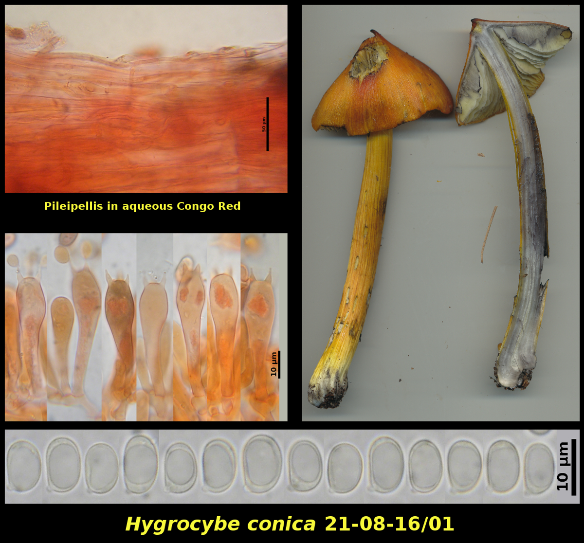 Picture of Hygrocybe conica